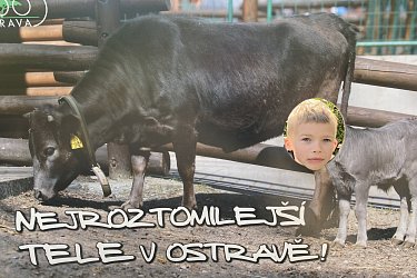 Obrázek č.48