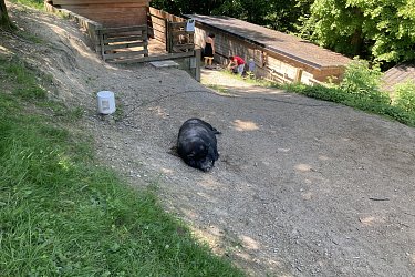 Obrázek č.118