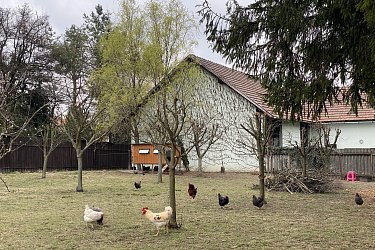 Obrázek č.21