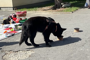 Obrázek č.19