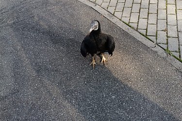 Obrázek č.42