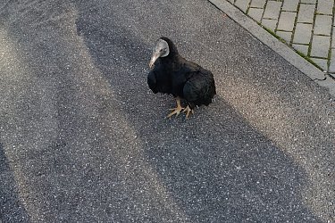 Obrázek č.47