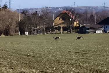 Obrázek č.20