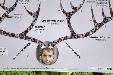 Obrázek č.250