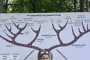 Obrázek č.83
