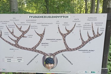 Obrázek č.361