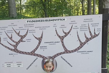 Obrázek č.364