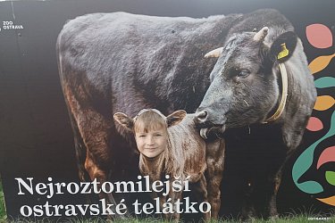 Obrázek č.348