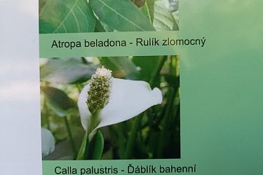 Obrázek č.37