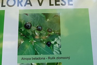 Obrázek č.79