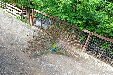 Obrázek č.76