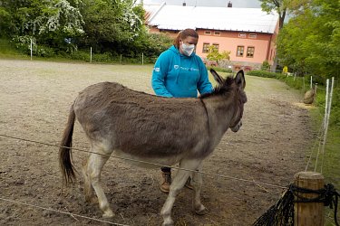 Obrázek č.11