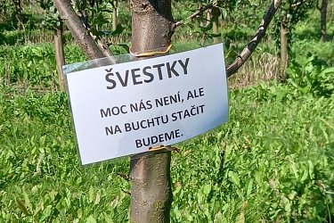 Obrázek č.49
